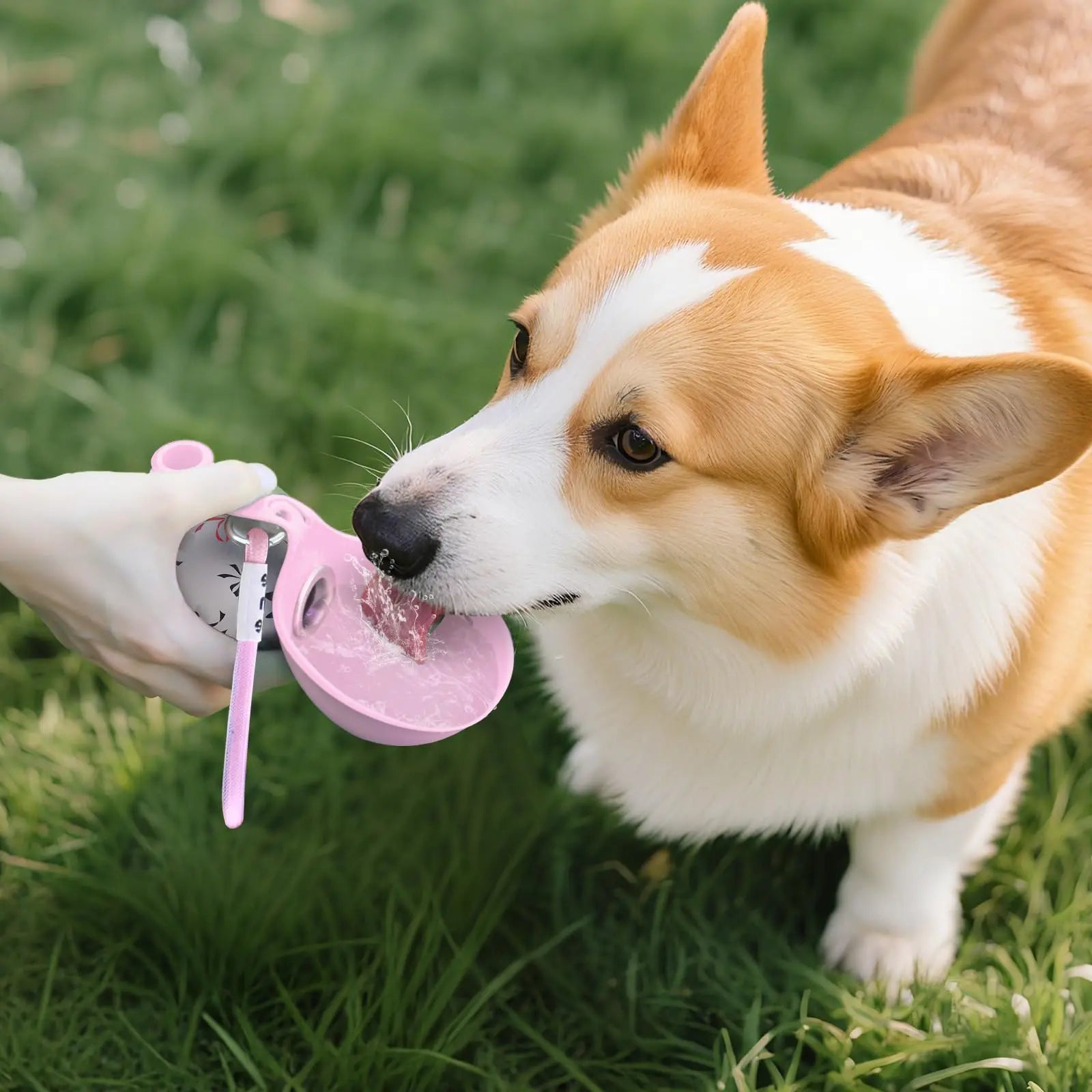 HydraPaw 